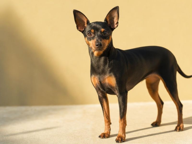Pinscher Miniatura negro y fuego con orejas naturales mirando a la cámara