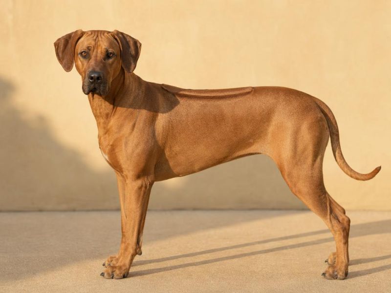 Rhodesian Ridgeback color trigo rojizo de perfil con la cresta del lomo visible