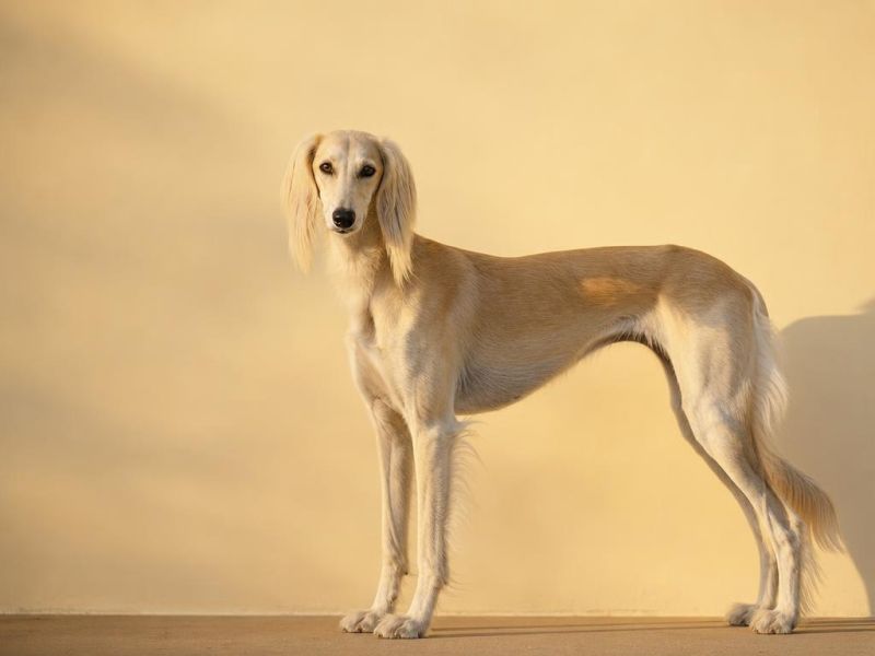 Saluki color crema dorado de orejas emplumadas de perfil mirando a la cámara