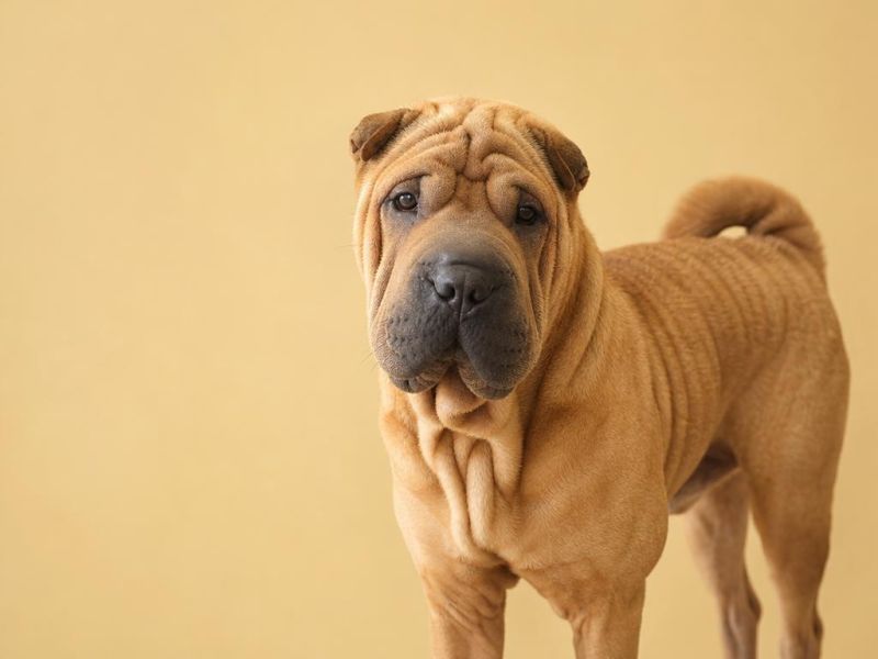 Shar Pei leonado con arrugas mirando a la cámara
