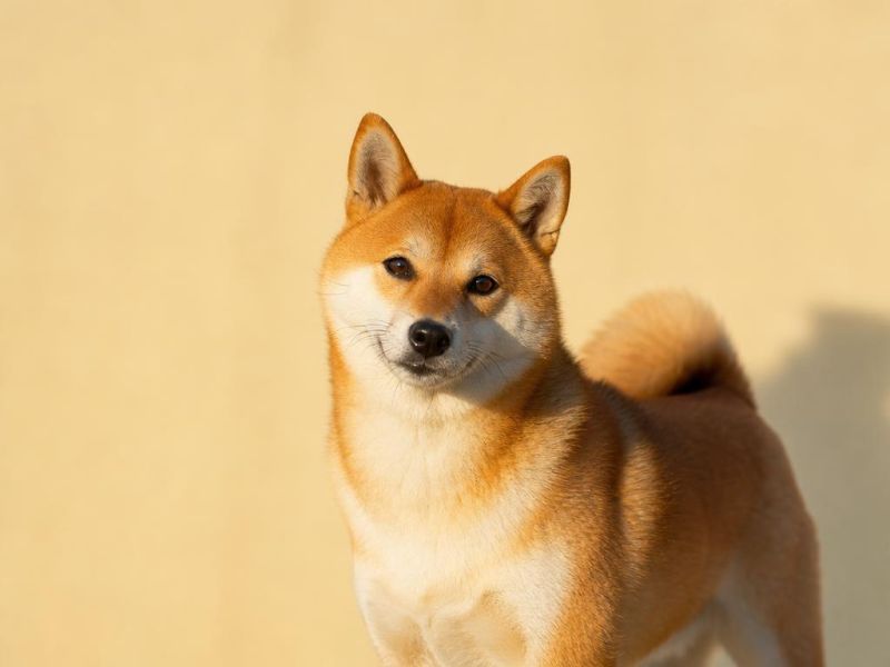 Shiba Inu