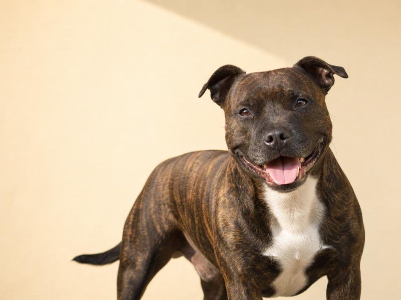Staffordshire Bull Terrier