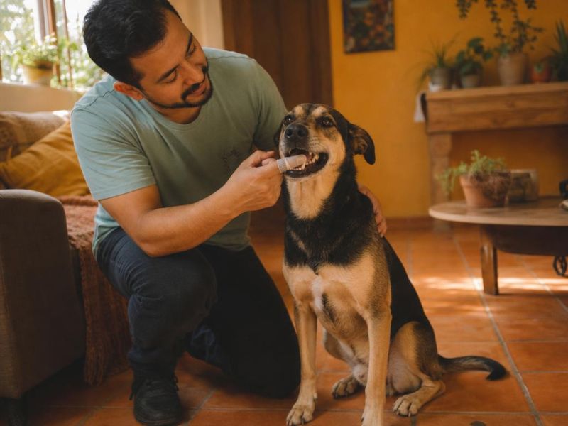 Un hombre le lava los dientes a su perro con un cepillo de dedo