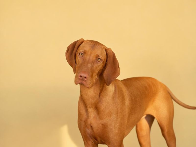 Vizsla color dorado rojizo de pelo corto mirando a la cámara