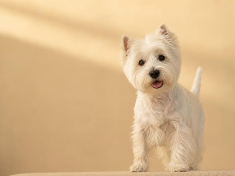 West Highland White Terrier blanco mirando a la cámara