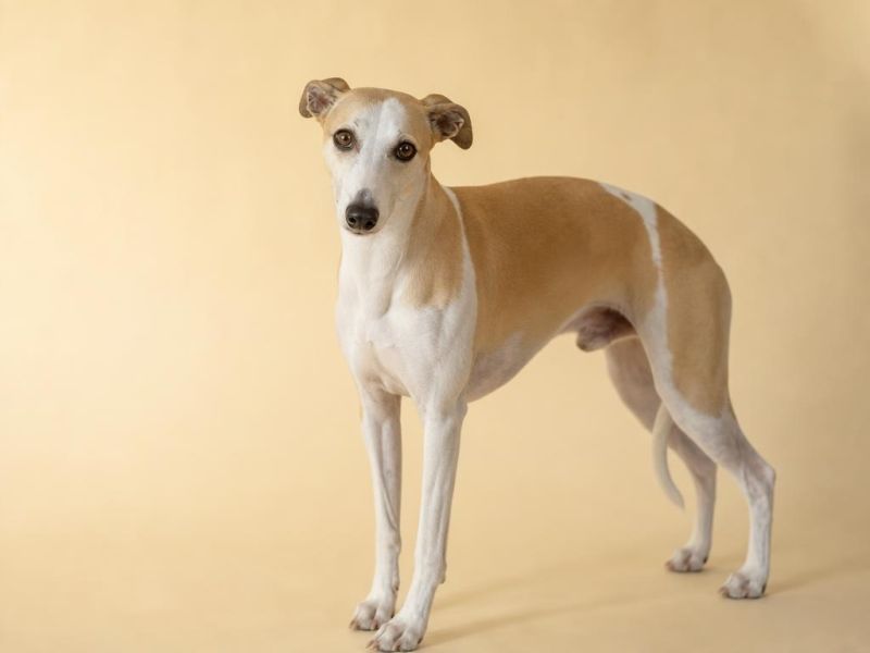 Whippet leonado y blanco de cuerpo esbelto mirando a la cámara