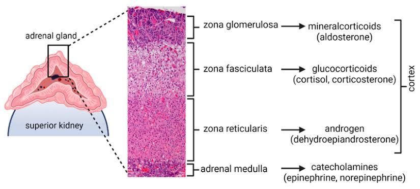 PHARMACOLOGY OF MINERALOCORTICOIDS