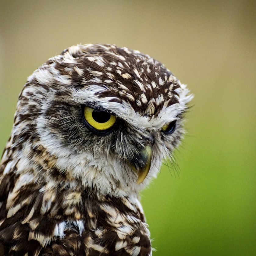 Burrowing Owl Jigsaw Puzzle | Free Online