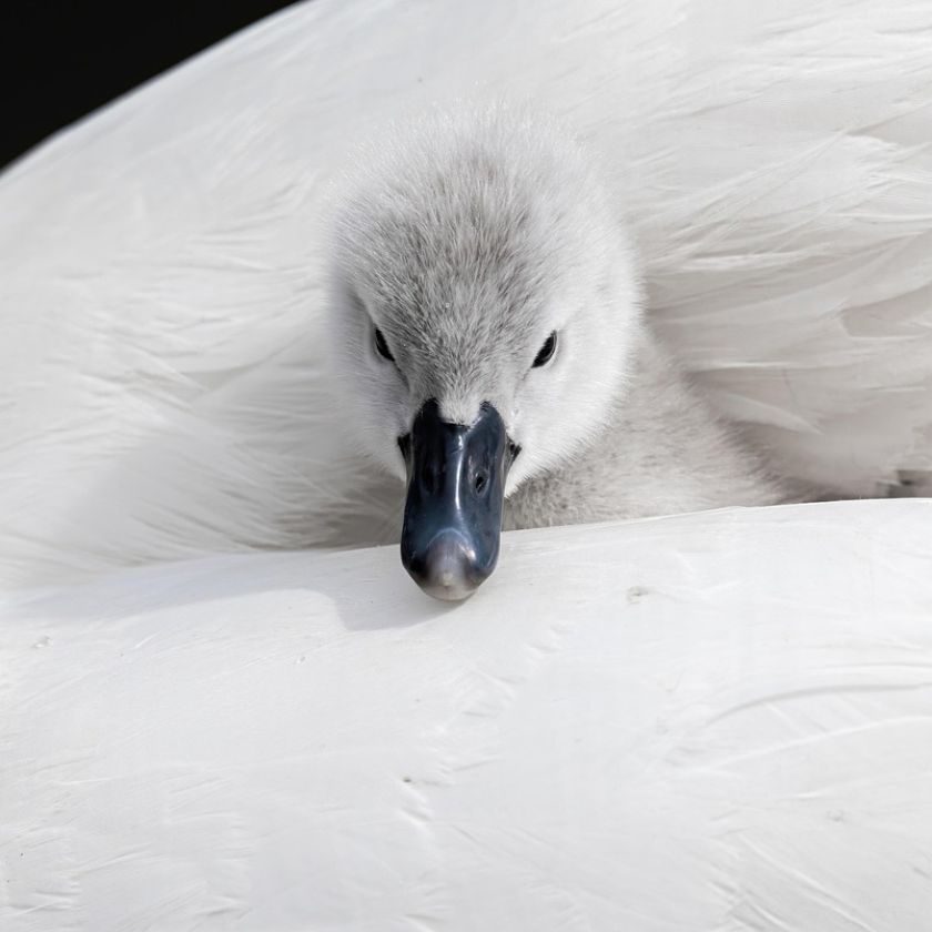 Cygnet Tucked in the Feathers Jigsaw Puzzle | Free Online