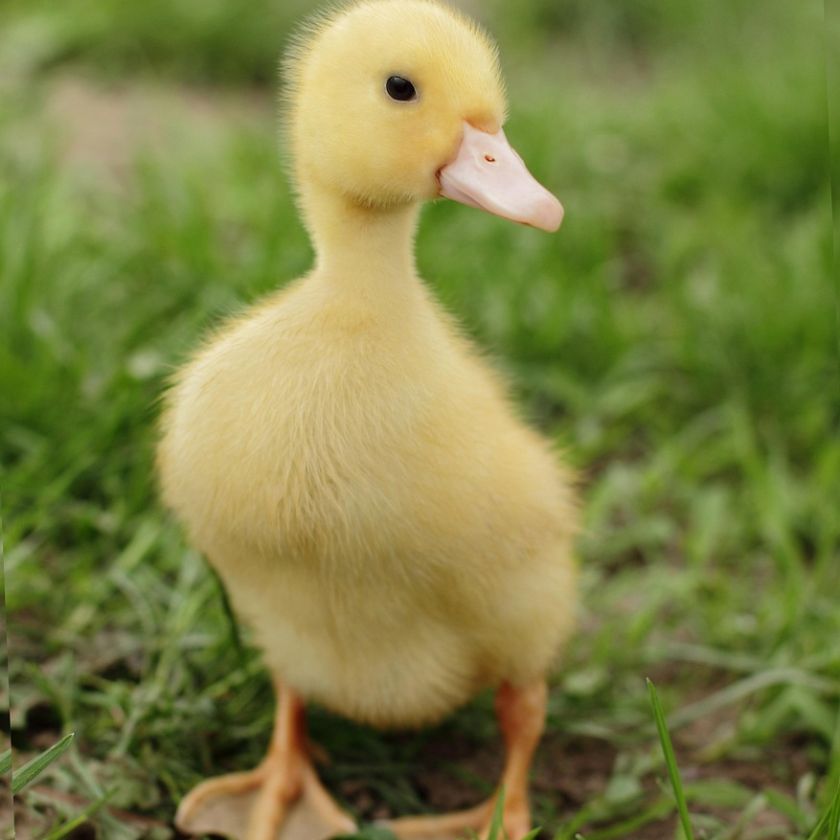 Duckling Jigsaw Puzzle | Free Online
