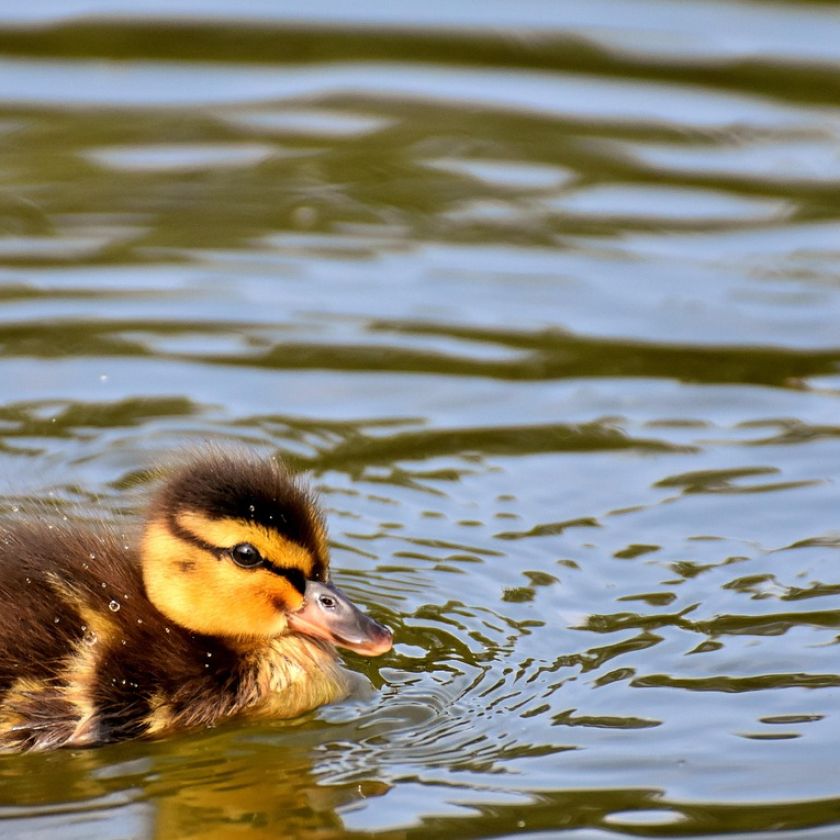 Duckling on the Water Jigsaw Puzzle | Free Online