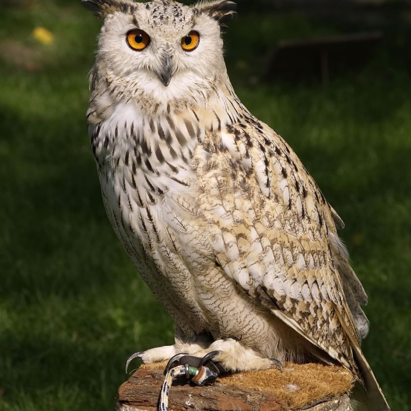 Eagle Owl Jigsaw Puzzle | Free Online