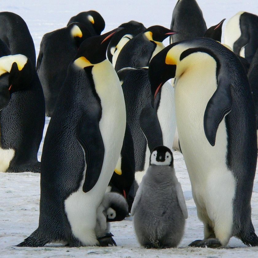 Emperor Penguins with a Chick Jigsaw Puzzle | Free Online
