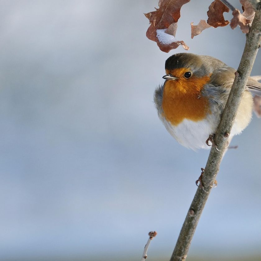 Fluffed Up Winter Robin Jigsaw Puzzle | Free Online