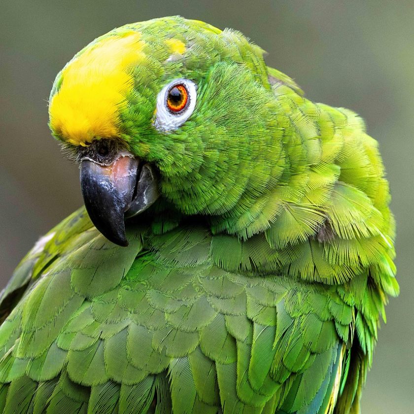 Green Parrot Jigsaw Puzzle | Free Online