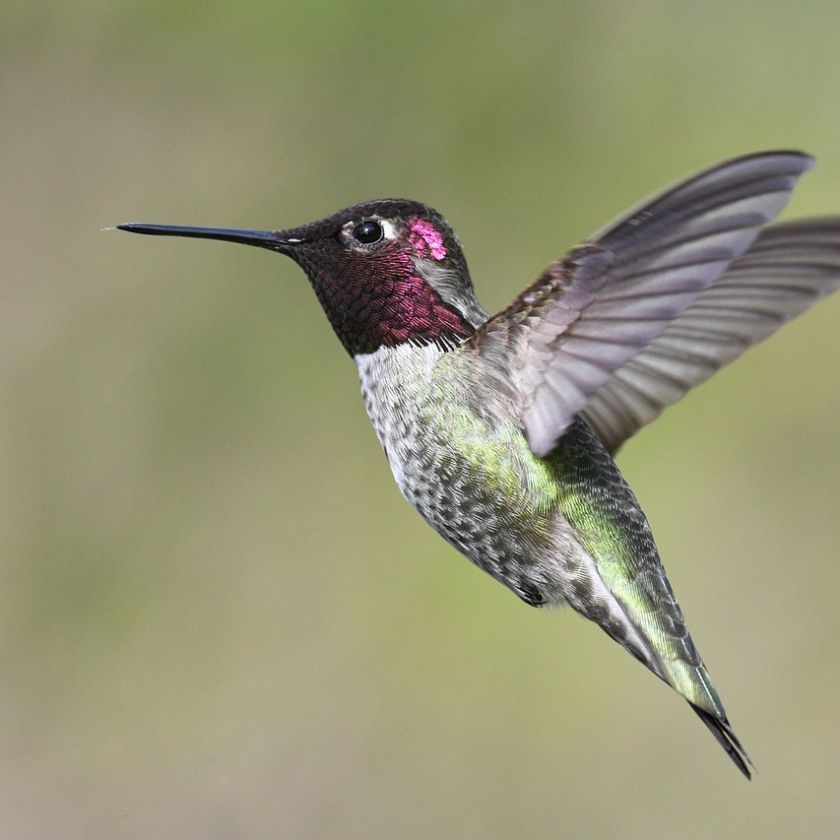 Hummingbird Jigsaw Puzzle | Free Online