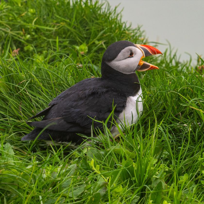 Laughing Puffin Jigsaw Puzzle | Free Online