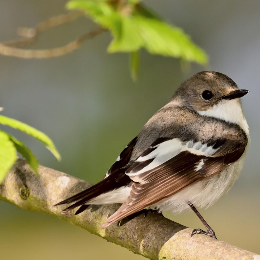 Pied Flycatcher Jigsaw Puzzle | Free Online