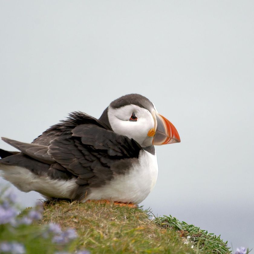 Puffin in the Bluebells Jigsaw Puzzle | Free Online