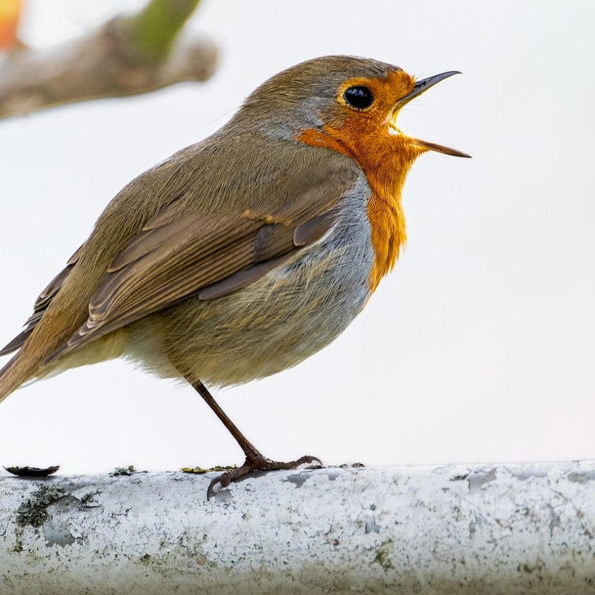 Singing Robin Jigsaw Puzzle | Free Online