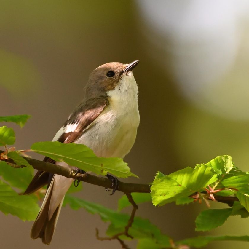 Singing Songbird Jigsaw Puzzle | Free Online