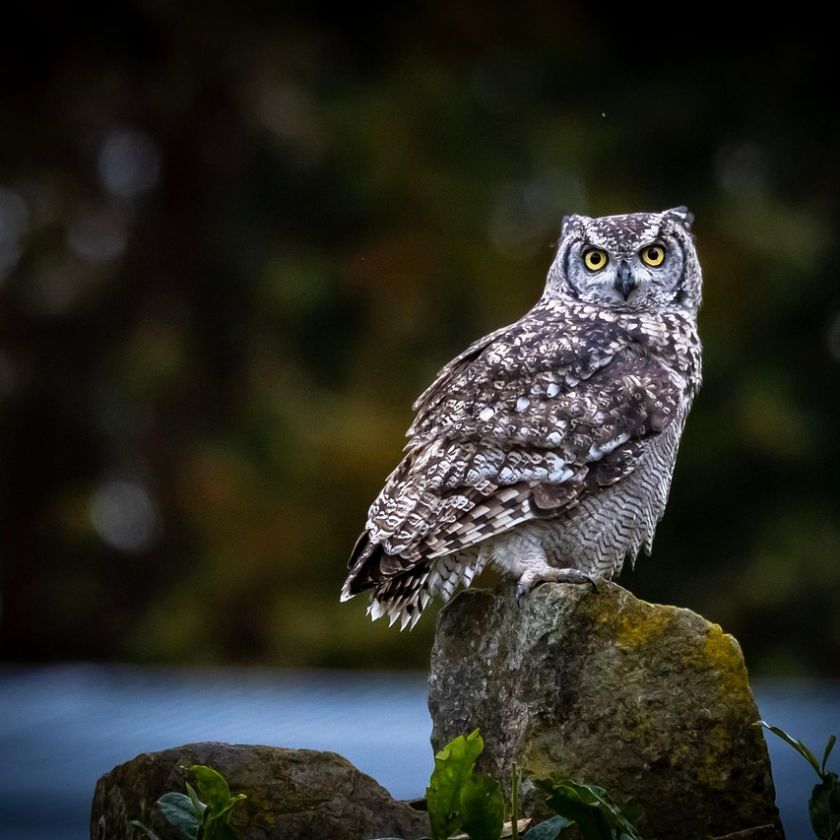 Spotted Eagle Owl Jigsaw Puzzle | Free Online