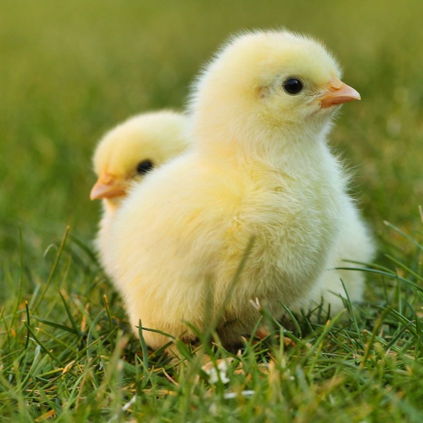 Two Fluffy Chicks Jigsaw Puzzle | Free Online