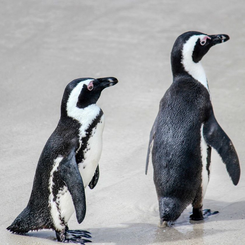 Two Penguins on the Beach Jigsaw Puzzle | Free Online
