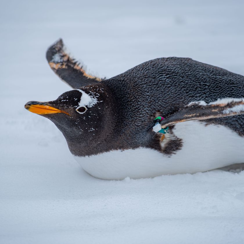 Waving Penguin Jigsaw Puzzle | Free Online