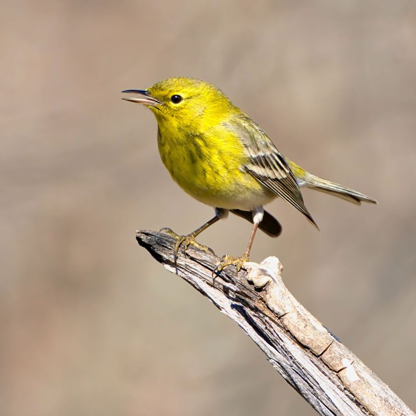 Yellow Warbler Jigsaw Puzzle | Free Online