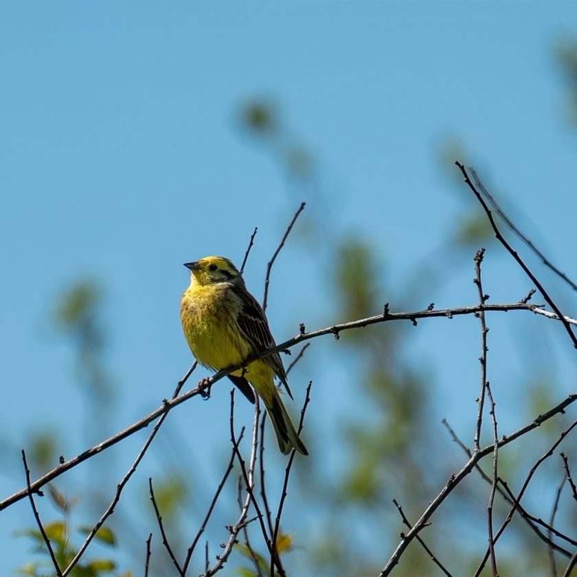 Yellowhammer Jigsaw Puzzle | Free Online