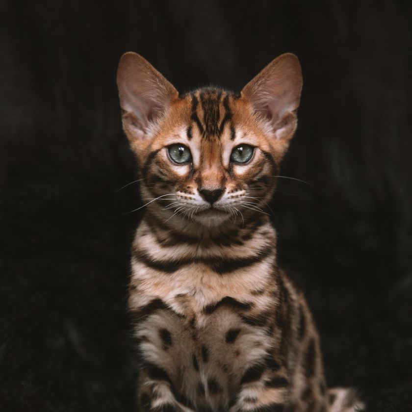 Bengal Kitten Jigsaw Puzzle | Free Online