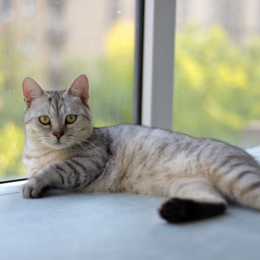 Cat on the Windowsill Jigsaw Puzzle | Free Online