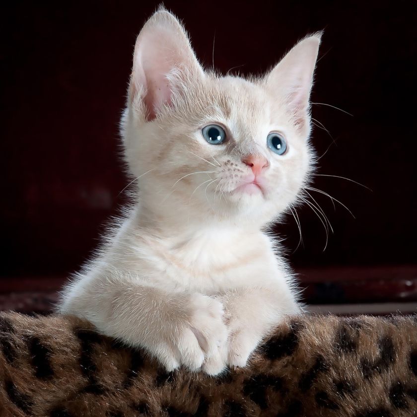 Cream Kitten with Blue Eyes Jigsaw Puzzle | Free Online