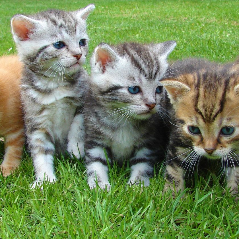 Five Kittens in the Grass Jigsaw Puzzle | Free Online