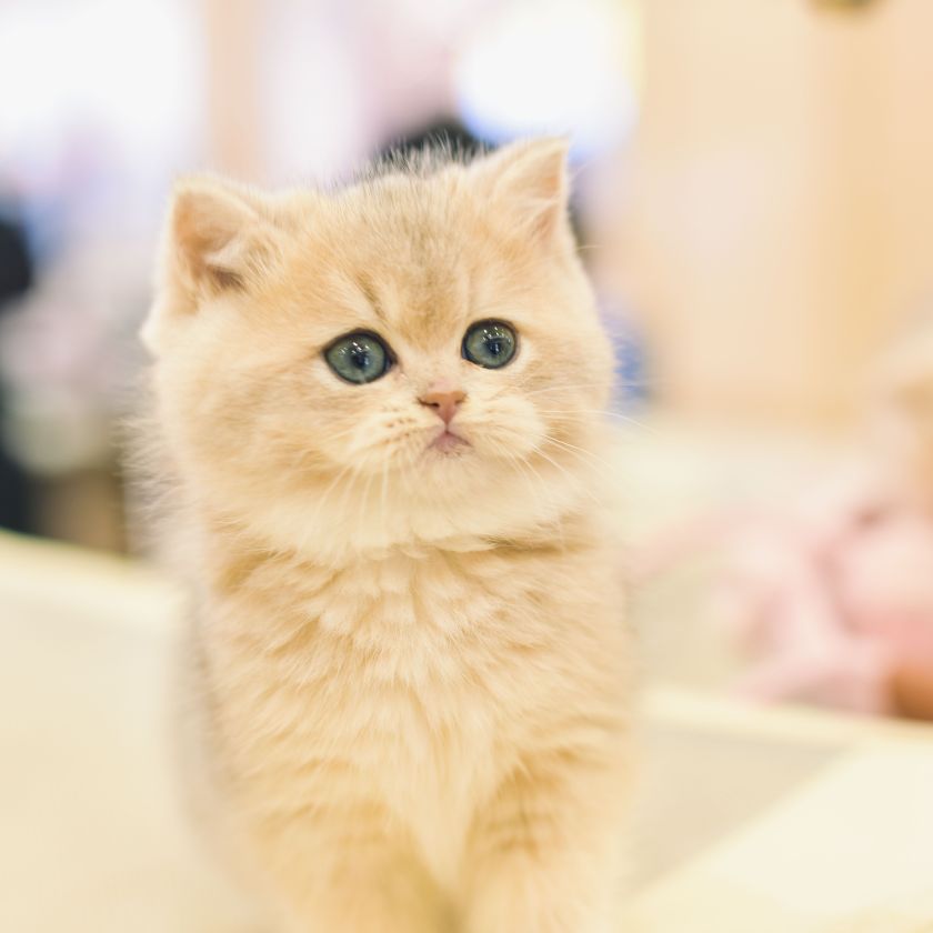 Fluffy Golden Kitten Jigsaw Puzzle | Free Online