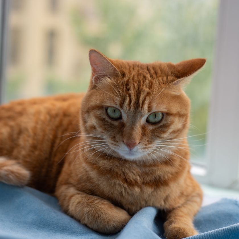 Ginger Cat by the Window Jigsaw Puzzle | Free Online