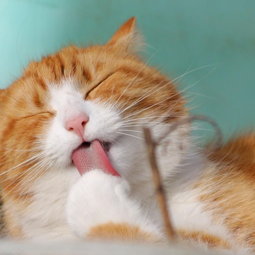 Ginger Cat Grooming Jigsaw Puzzle | Free Online