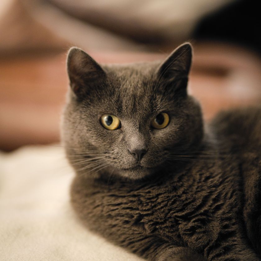 Gray Cat Jigsaw Puzzle | Free Online