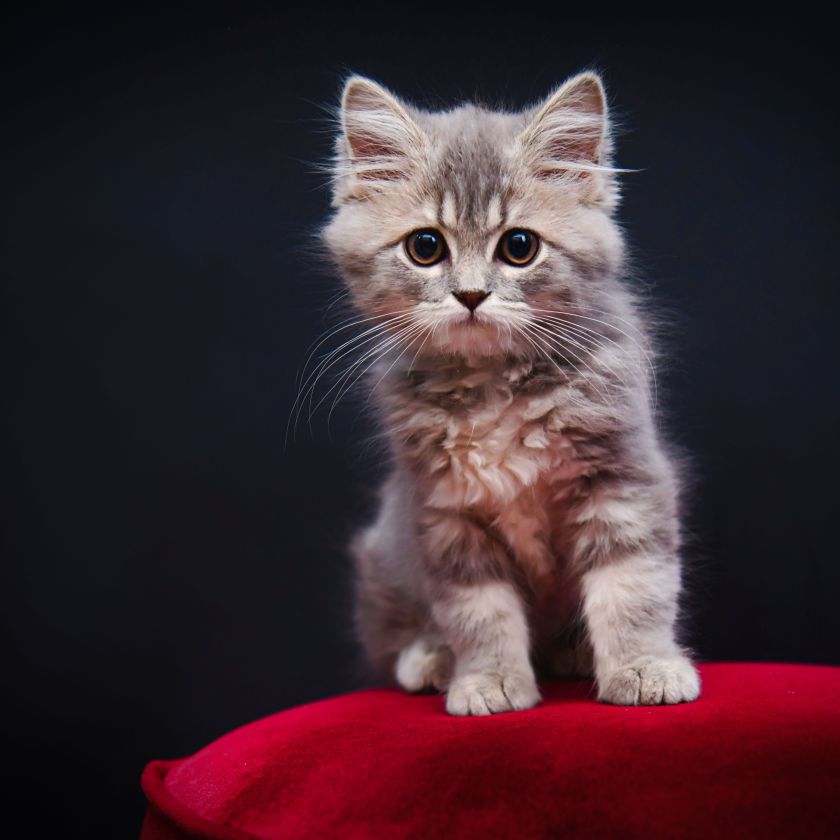 Gray Kitten on a Red Cushion Jigsaw Puzzle | Free Online