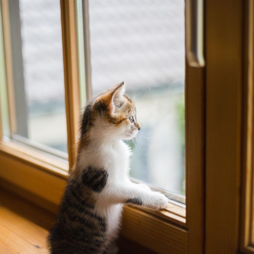 Kitten at the Window Jigsaw Puzzle | Free Online