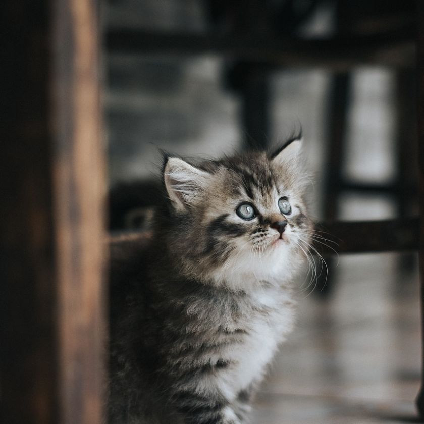 Kitten Under the Chair Jigsaw Puzzle | Free Online