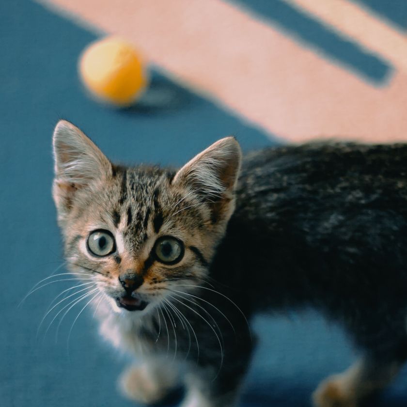 Kitten with a Toy Ball Jigsaw Puzzle | Free Online