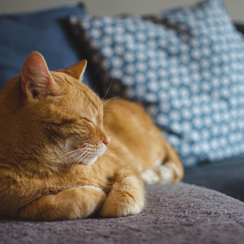 Sleeping Orange Cat Jigsaw Puzzle | Free Online