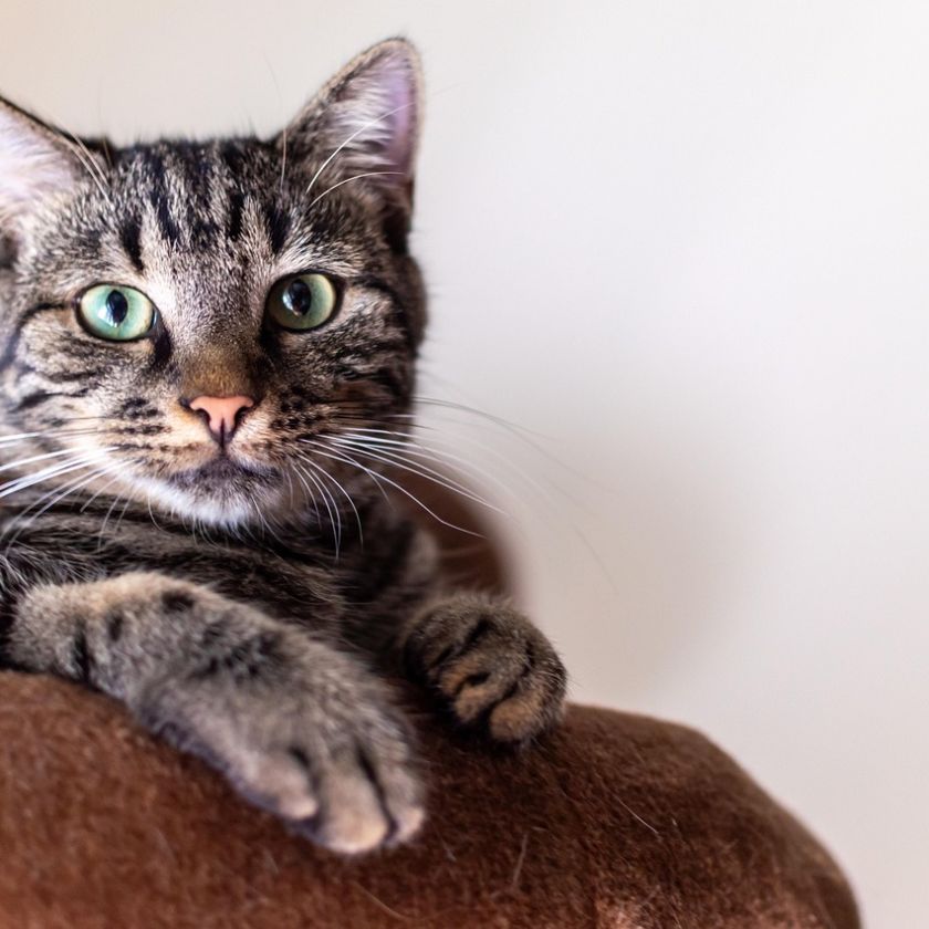 Tabby Cat on a Chair Jigsaw Puzzle | Free Online