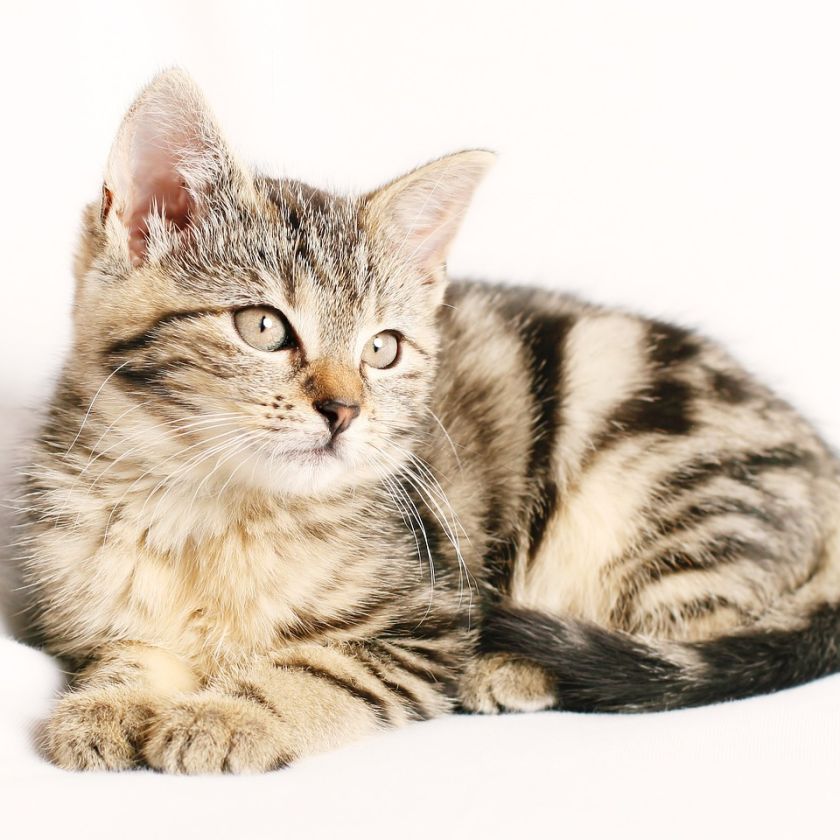 Tabby Kitten Jigsaw Puzzle | Free Online