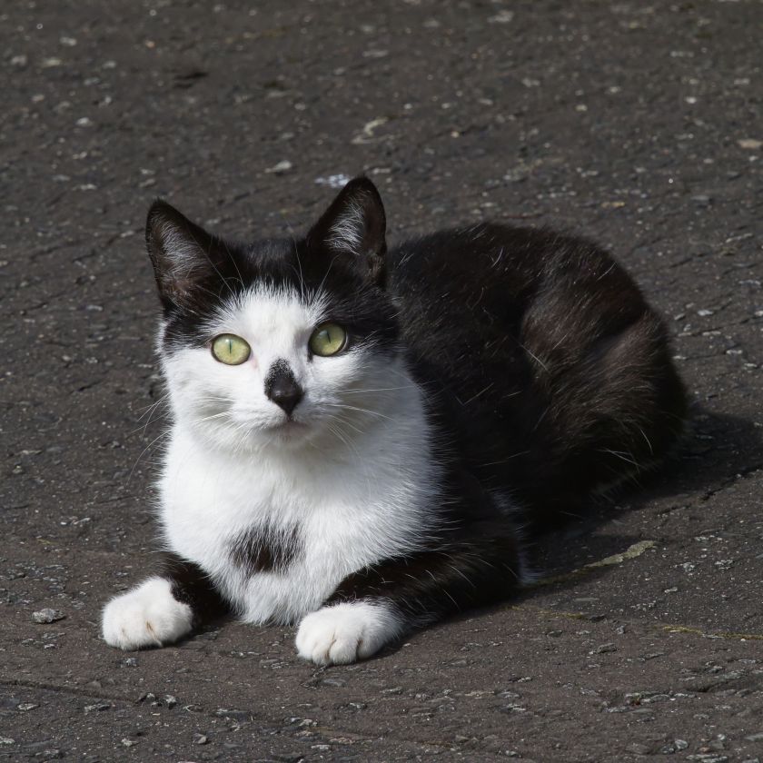 Tuxedo Cat Jigsaw Puzzle | Free Online