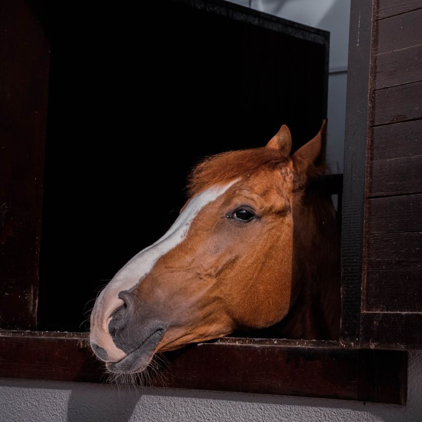Chestnut Horse at the Barn Window Jigsaw Puzzle | Free Online