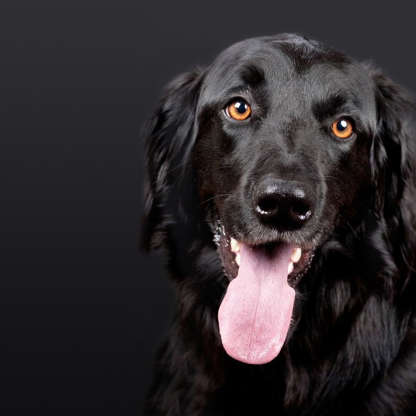 Black Dog with a Big Tongue Jigsaw Puzzle | Free Online