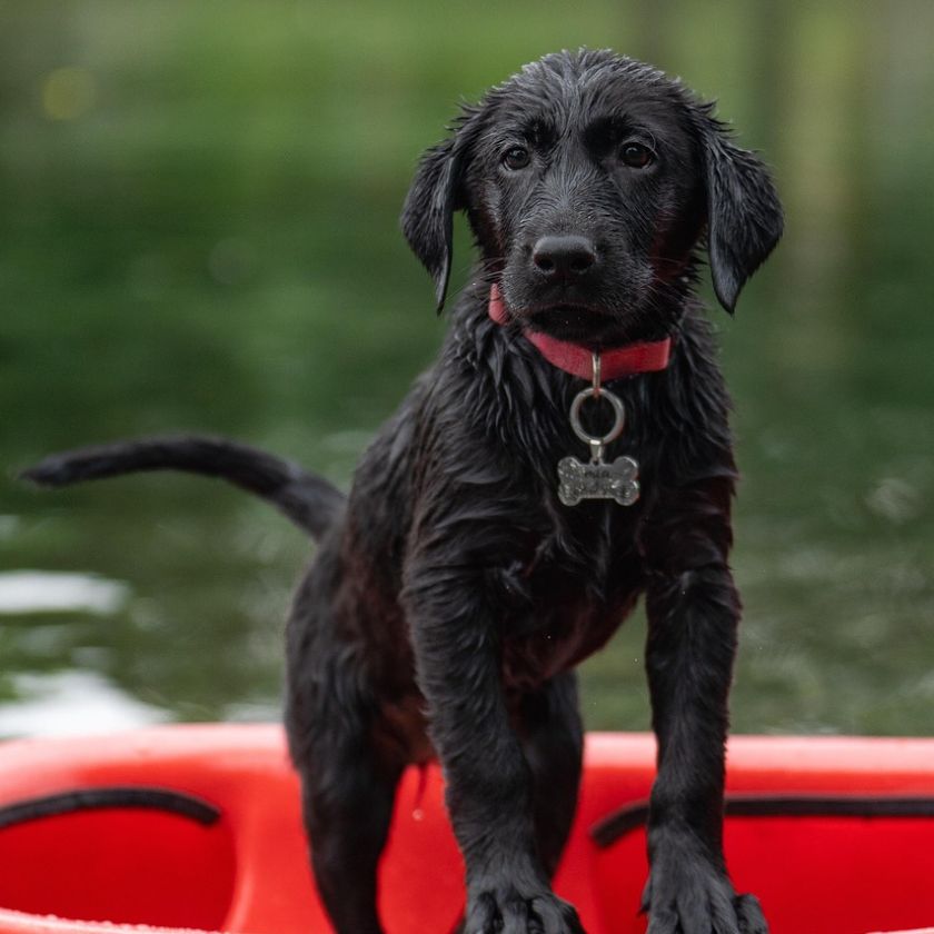 Black Lab Puppy on a Kayak Jigsaw Puzzle | Free Online
